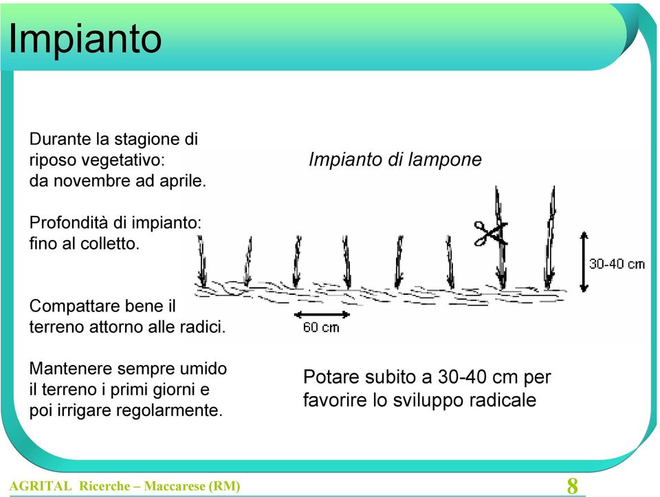 Compattare bene il terreno attorno alle radici.