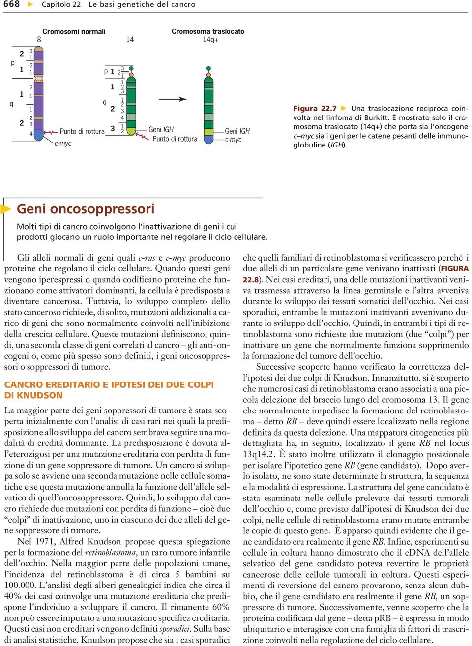 È mostrato solo il cromosoma traslocato (q+) che porta sia l oncogene c myc sia i geni per le catene pesanti delle immunoglobuline (IGH).