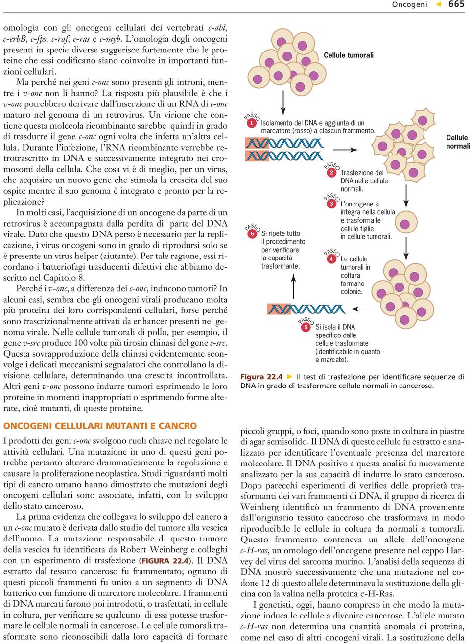 Ma perché nei geni c-onc sono presenti gli introni, mentre i v-onc non li hanno?