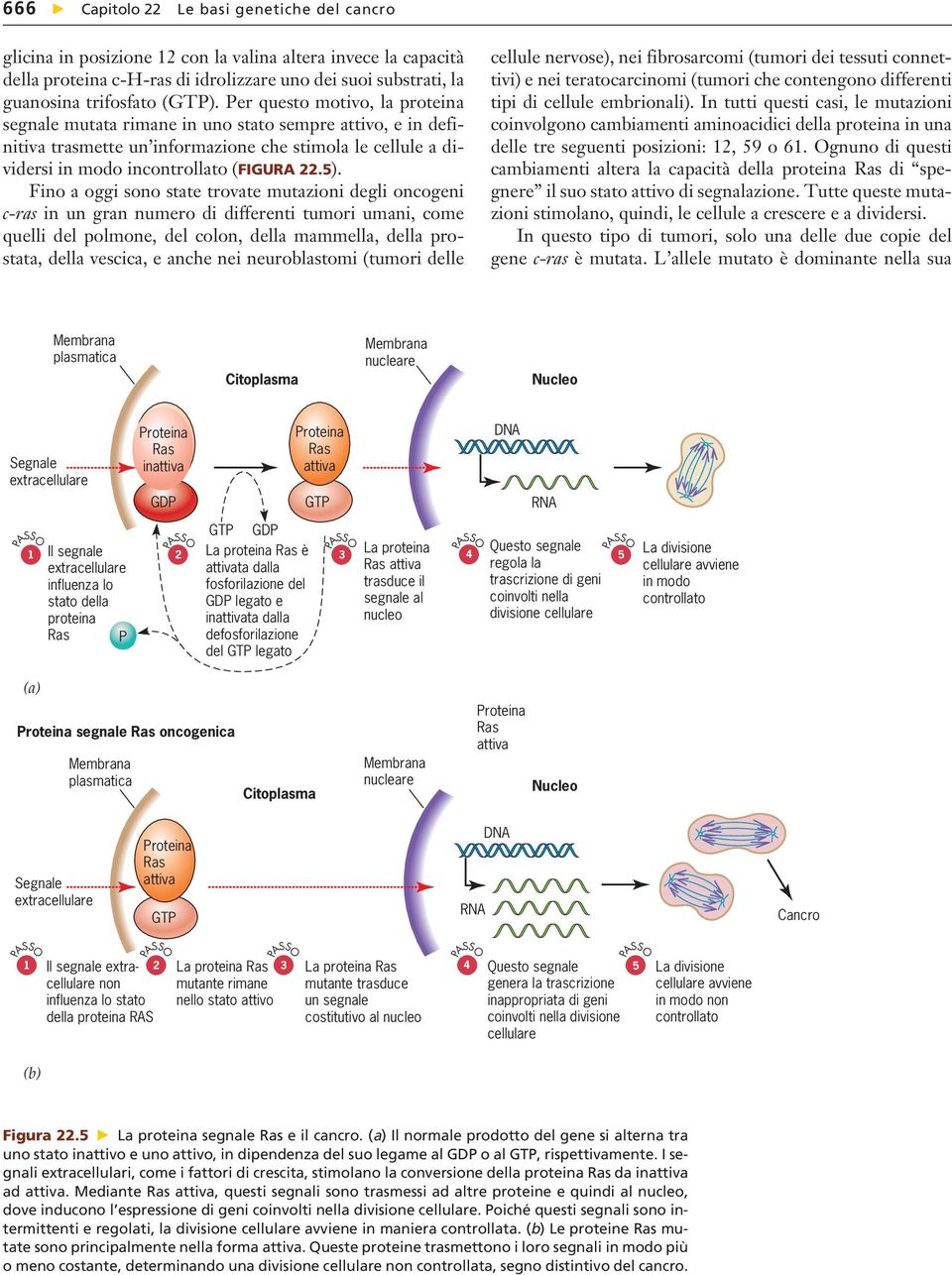 Fino a oggi sono state trovate mutazioni degli oncogeni c-ras in un gran numero di differenti tumori umani, come quelli del polmone, del colon, della mammella, della prostata, della vescica, e anche