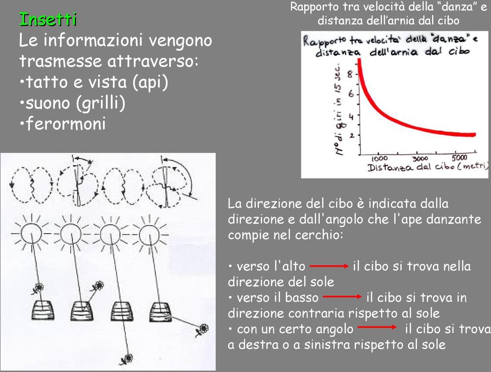 che l'ape danzante compie nel cerchio: il cibo si trova nella verso l'alto direzione del sole il cibo si trova in