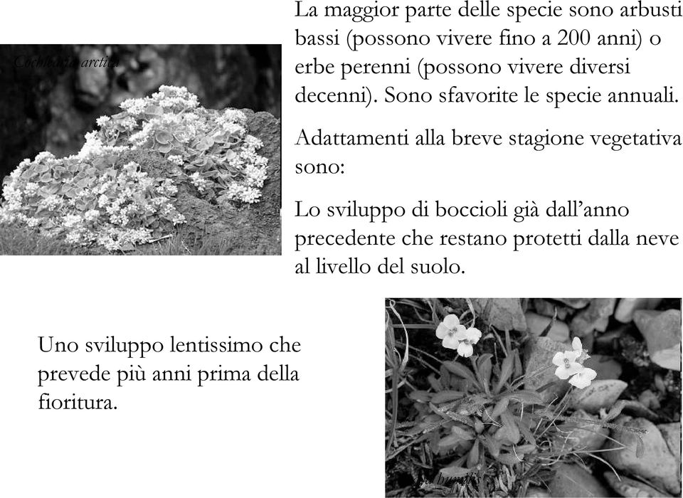 Adattamenti alla breve stagione vegetativa sono: Lo sviluppo di boccioli già dall anno precedente che