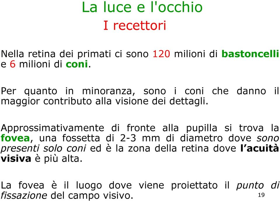 Approssimativamente di fronte alla pupilla si trova la fovea, una fossetta di 2-3 mm di diametro dove sono presenti