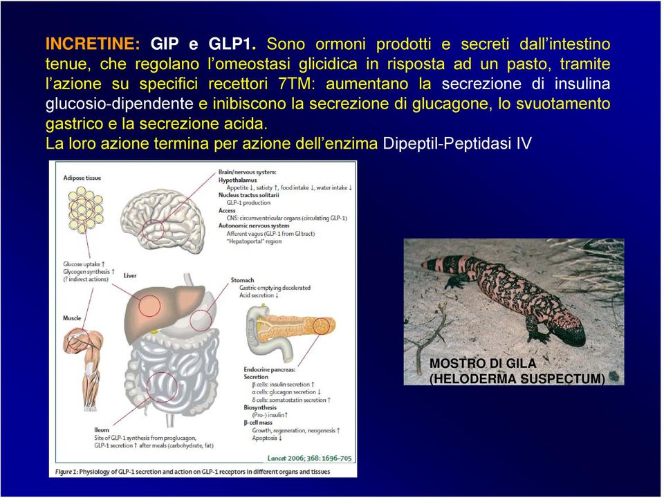 pasto, tramite l azione su specifici recettori 7TM: aumentano la secrezione di insulina glucosio-dipendente