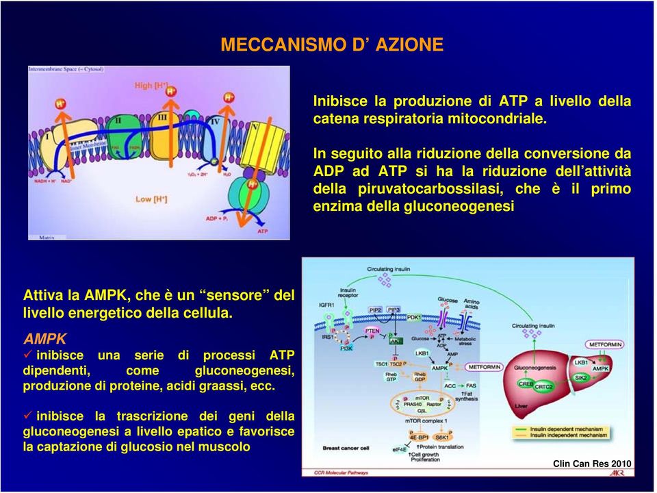 gluconeogenesi Attiva la AMPK, che è un sensore del livello energetico della cellula.