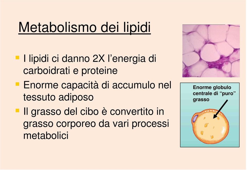 tessuto adiposo Il grasso del cibo è convertito in grasso