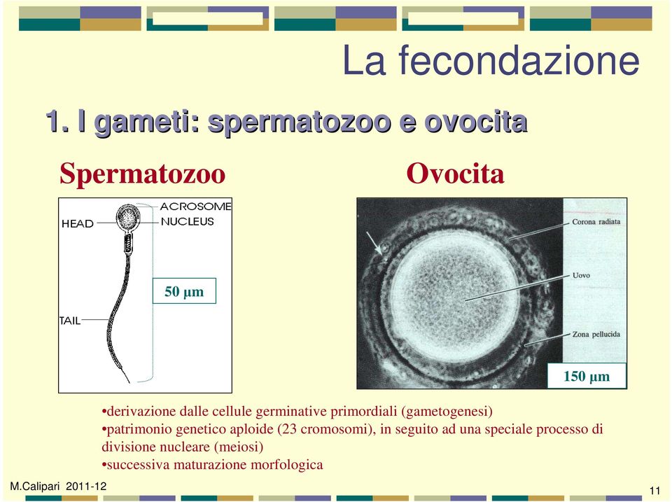 derivazione dalle cellule germinative primordiali (gametogenesi)