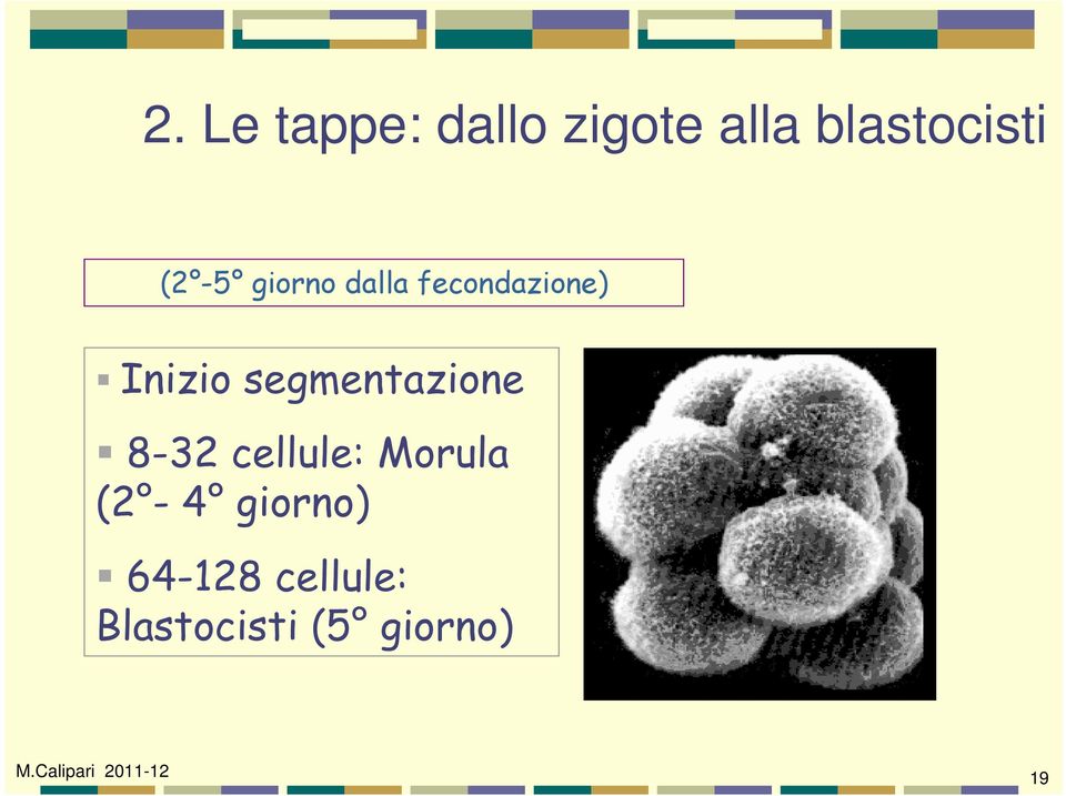 segmentazione 8-32 cellule: Morula (2-4