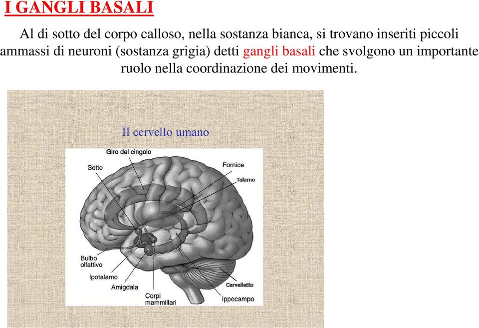 neuroni (sostanza grigia) detti gangli basali che