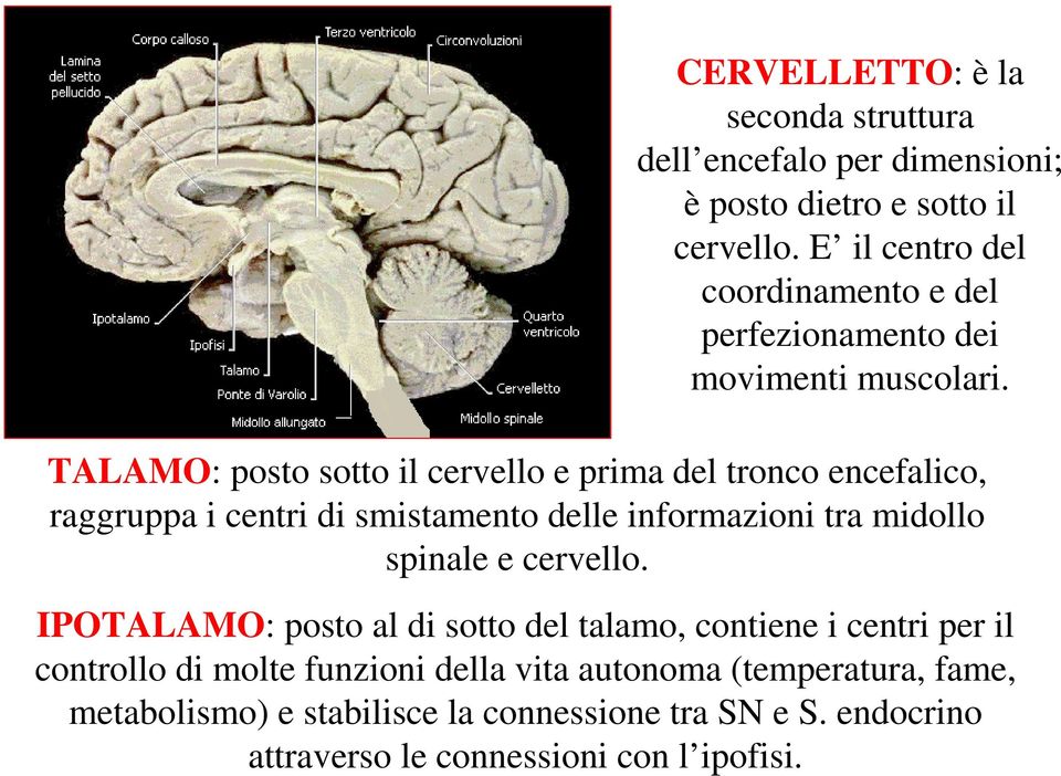 TALAMO: posto sotto il cervello e prima del tronco encefalico, raggruppa i centri di smistamento delle informazioni tra midollo spinale e