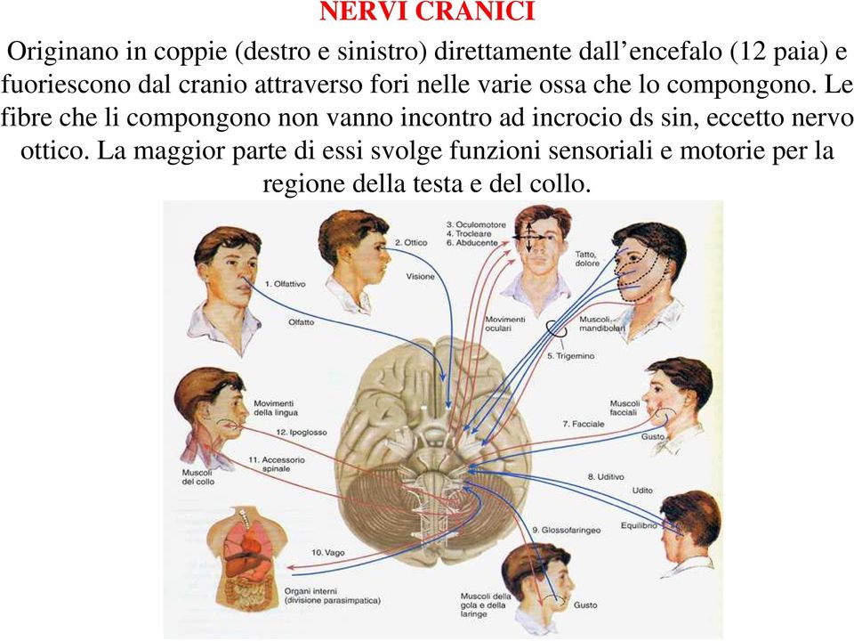 Le fibre che li compongono non vanno incontro ad incrocio ds sin, eccetto nervo ottico.