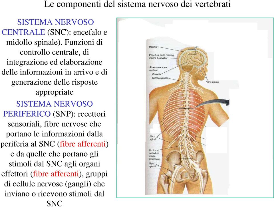 appropriate SISTEMA NERVOSO PERIFERICO (SNP): recettori sensoriali, fibre nervose che portano le informazioni dalla periferia al SNC