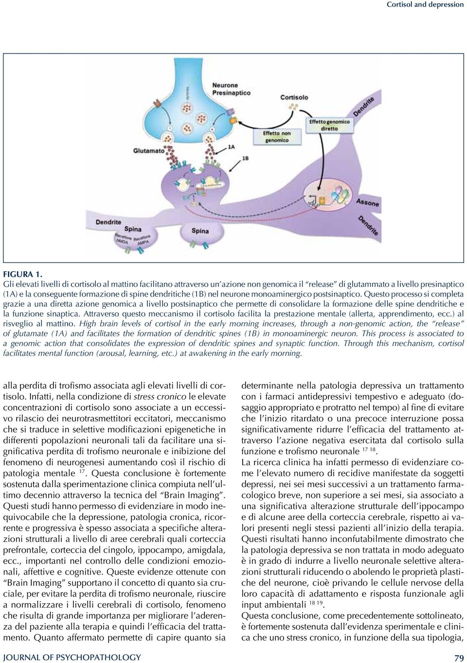 neurone monoaminergico postsinaptico.