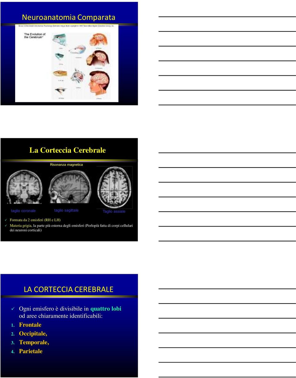 (Perlopiù fatta di corpi cellulari dei neuroni corticali) LA CORTECCIA CEREBRALE Ogni emisfero è