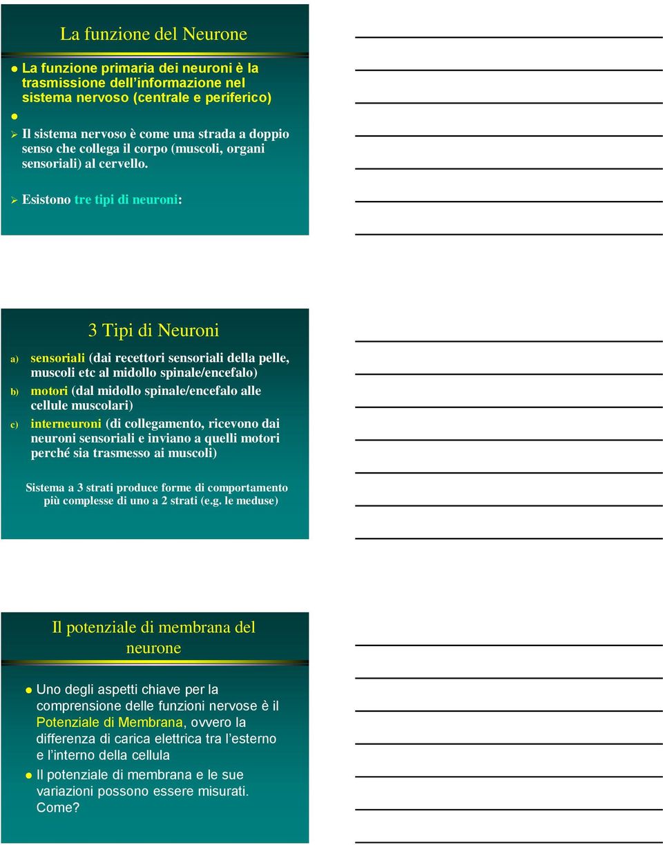 Esistono tre tipi di neuroni: 3 Tipi di Neuroni a) sensoriali (dai recettori sensoriali della pelle, muscoli etc al midollo spinale/encefalo) b) motori (dal midollo spinale/encefalo alle cellule