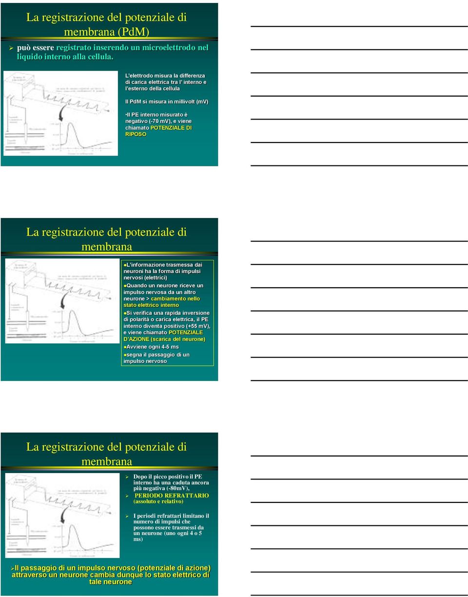 DI RIPOSO La registrazione del potenziale di membrana L informazione trasmessa dai neuroni ha la forma di impulsi nervosi (elettrici) Quando un neurone riceve un impulso nervosa da un altro neurone >