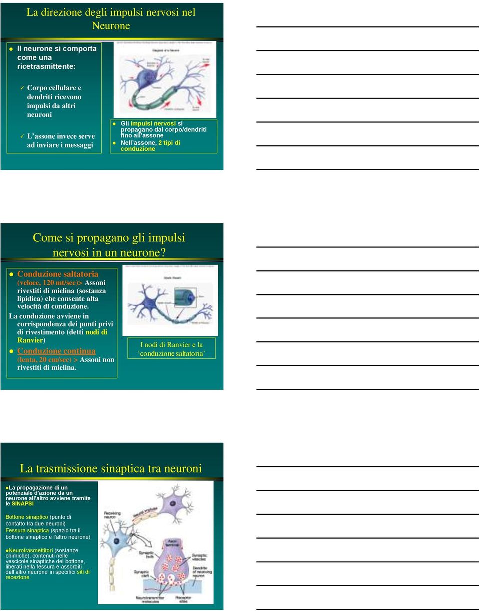 Conduzione saltatoria (veloce, 120 mt/sec)> Assoni rivestiti di mielina (sostanza lipidica) che consente alta velocità di conduzione.