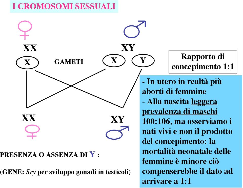 nascita leggera prevalenza di maschi 100:106, ma osserviamo i nati vivi e non il prodotto del