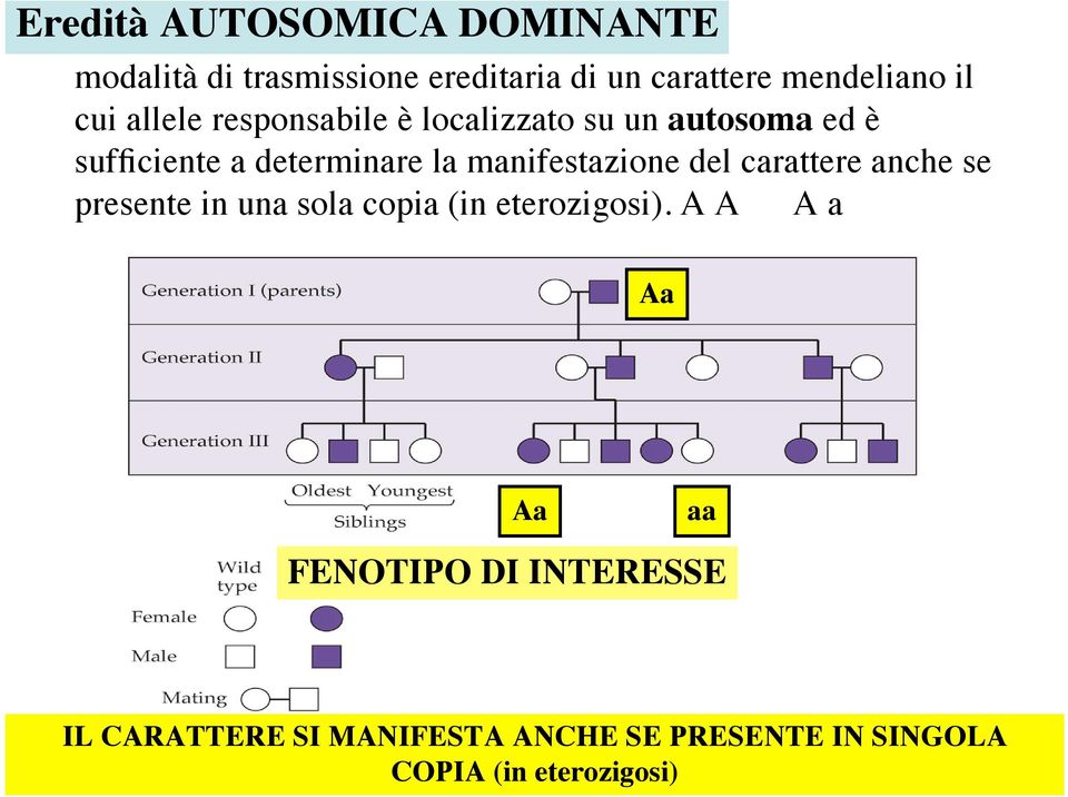 manifestazione del carattere anche se presente in una sola copia (in eterozigosi).