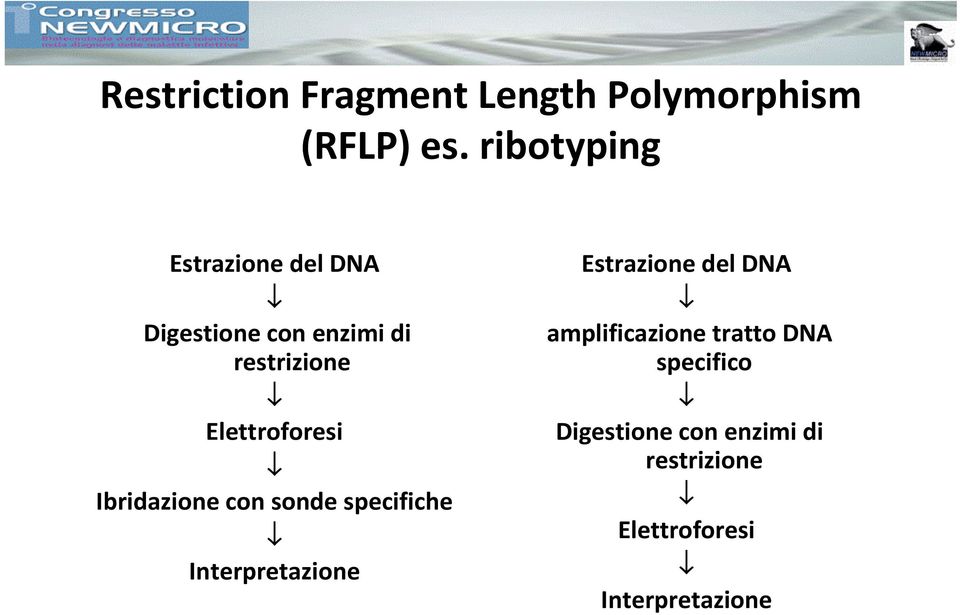 Elettroforesi Ibridazione con sonde specifiche Interpretazione Estrazione