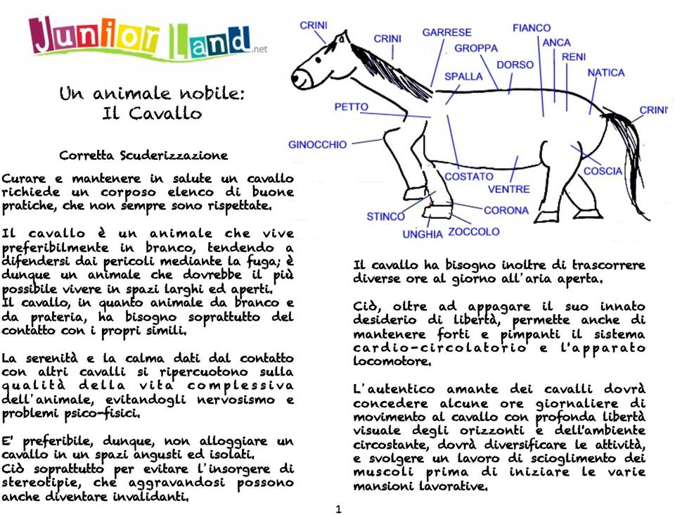 Il cavallo, in quanto animale da branco e da prateria, ha bisogno soprattutto del contatto con i propri simili.