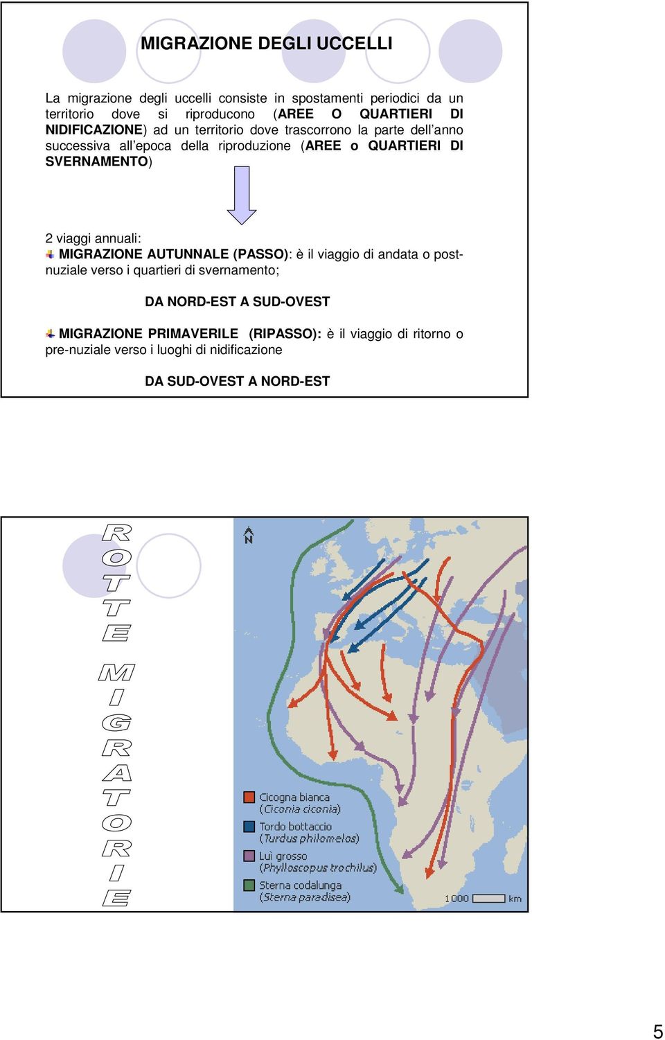 DI SVERNAMENTO) 2 viaggi annuali: MIGRAZIONE AUTUNNALE (PASSO): è il viaggio di andata o postnuziale verso i quartieri di svernamento; DA