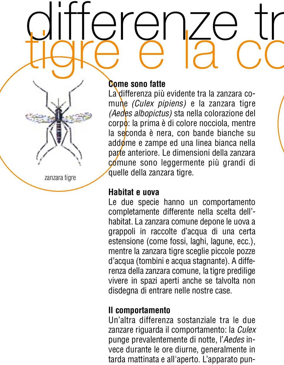 Le dimensioni della zanzara comune sono leggermente più grandi di quelle della zanzara tigre. Habitat e uova Le due specie hanno un comportamento completamente differente nella scelta dell - habitat.