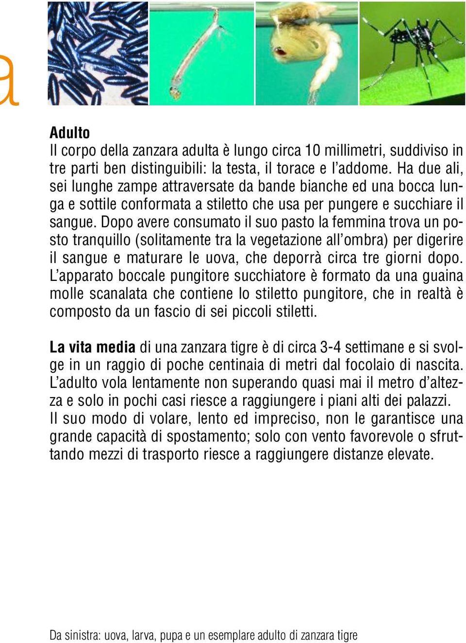 Dopo avere consumato il suo pasto la femmina trova un posto tranquillo (solitamente tra la vegetazione all ombra) per digerire il sangue e maturare le uova, che deporrà circa tre giorni dopo.