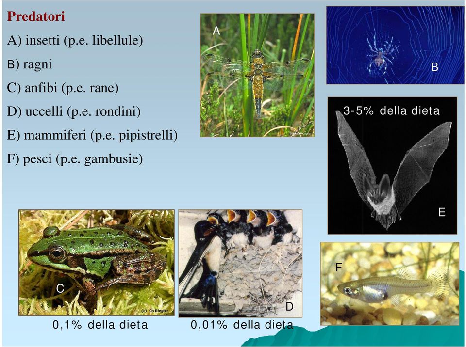 e. gambusie) A B 3-5% della dieta E F C D 0,1% della