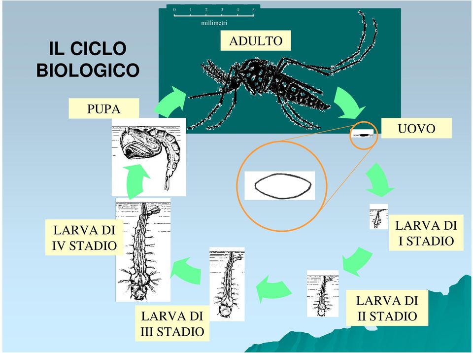 DI IV STADIO LARVA DI I STADIO