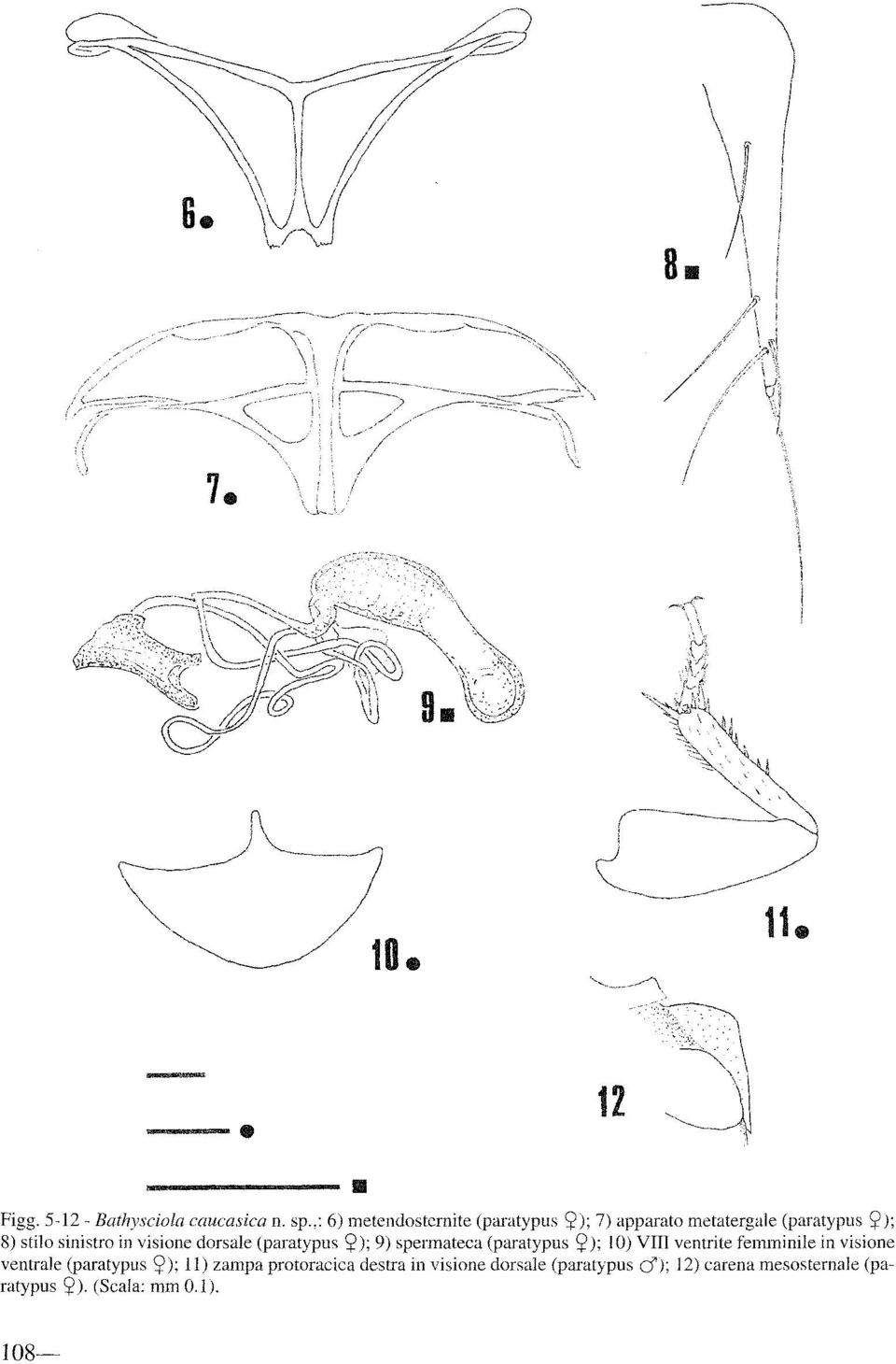 visione dorsale (paratypus SJ); 9) spe1mateca (paratypus SJ ); 10) VIli ventri te femminile in visione