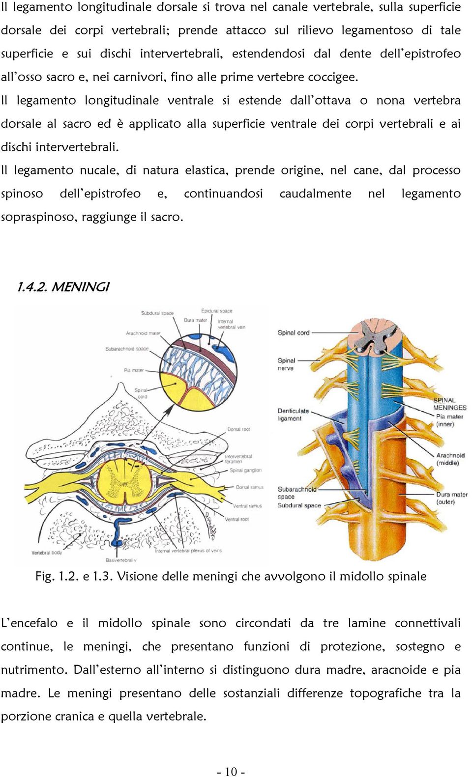 Il legamento longitudinale ventrale si estende dall ottava o nona vertebra dorsale al sacro ed è applicato alla superficie ventrale dei corpi vertebrali e ai dischi intervertebrali.