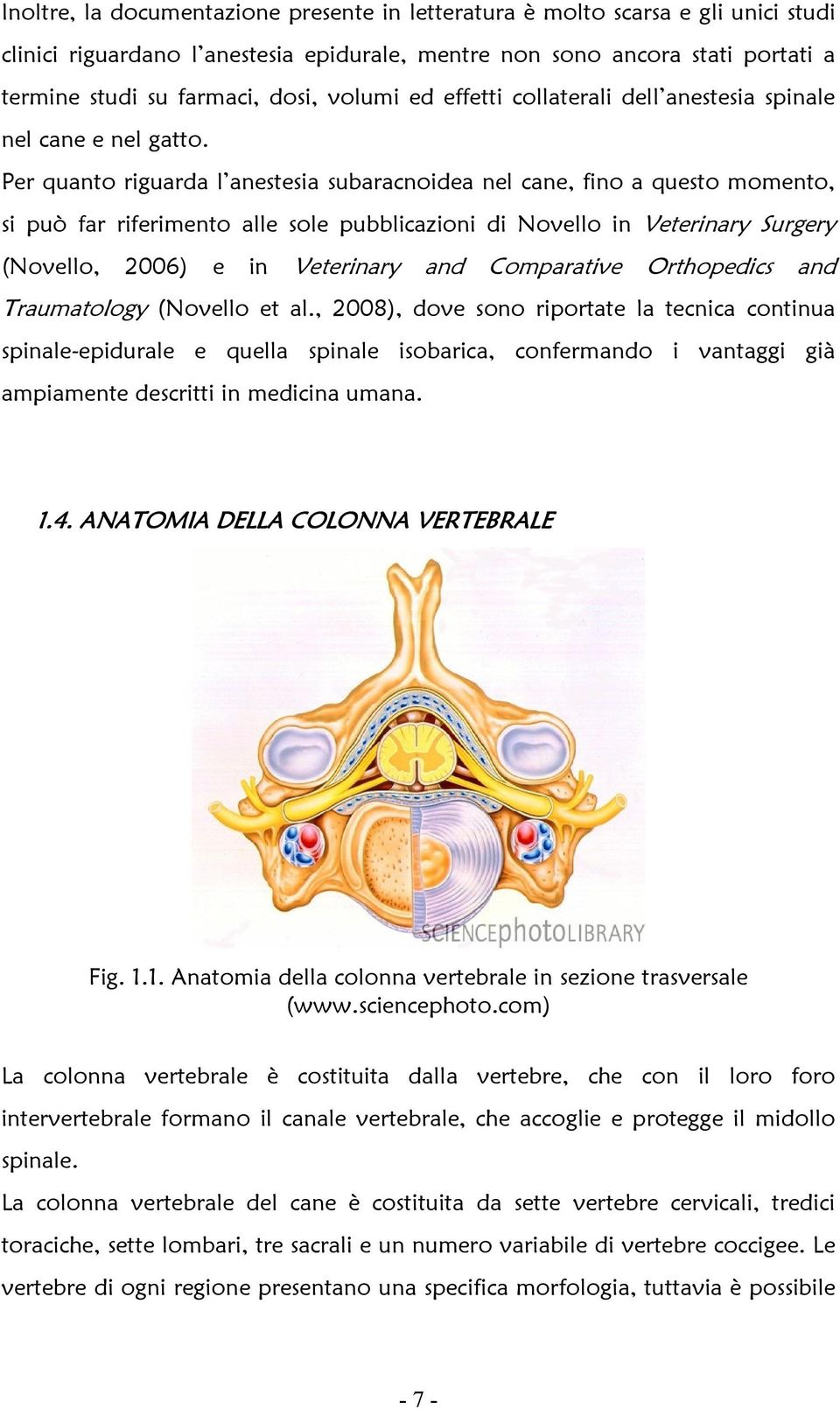 Per quanto riguarda l anestesia subaracnoidea nel cane, fino a questo momento, si può far riferimento alle sole pubblicazioni di Novello in Veterinary Surgery (Novello, 2006) e in Veterinary and