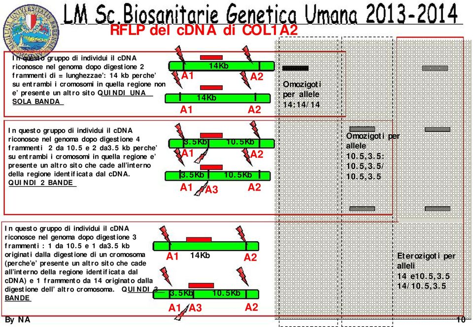 5 kb perche su entrambi i cromosomi in quella regione e presente un altro sito che cade all interno della regione identificata dal cdna. QUINDI 2 BANDE 3.5Kb A1 3.5Kb A1 A3 10.5Kb 10.