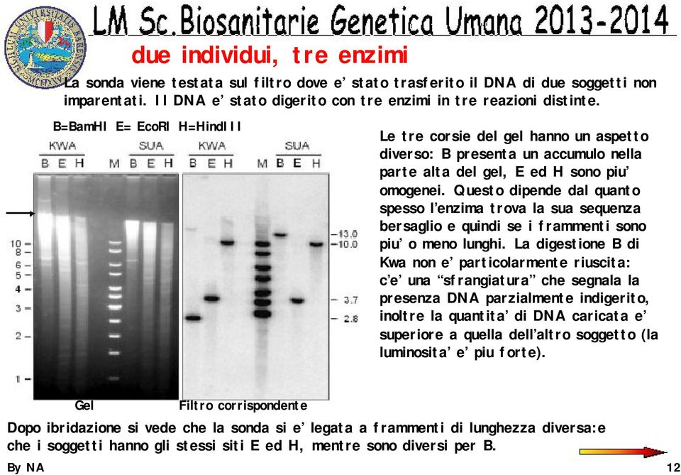 Questo dipende dal quanto spesso l enzima trova la sua sequenza bersaglio e quindi se i frammenti sono piu o meno lunghi.