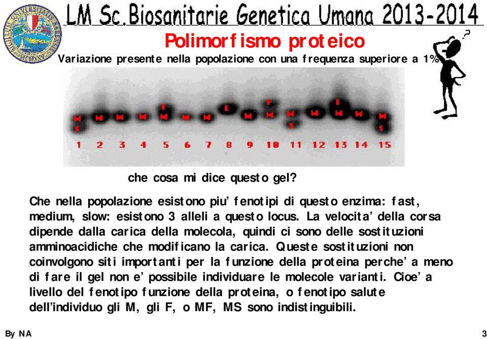 La velocita della corsa dipende dalla carica della molecola, quindi ci sono delle sostituzioni amminoacidiche che modificano la carica.