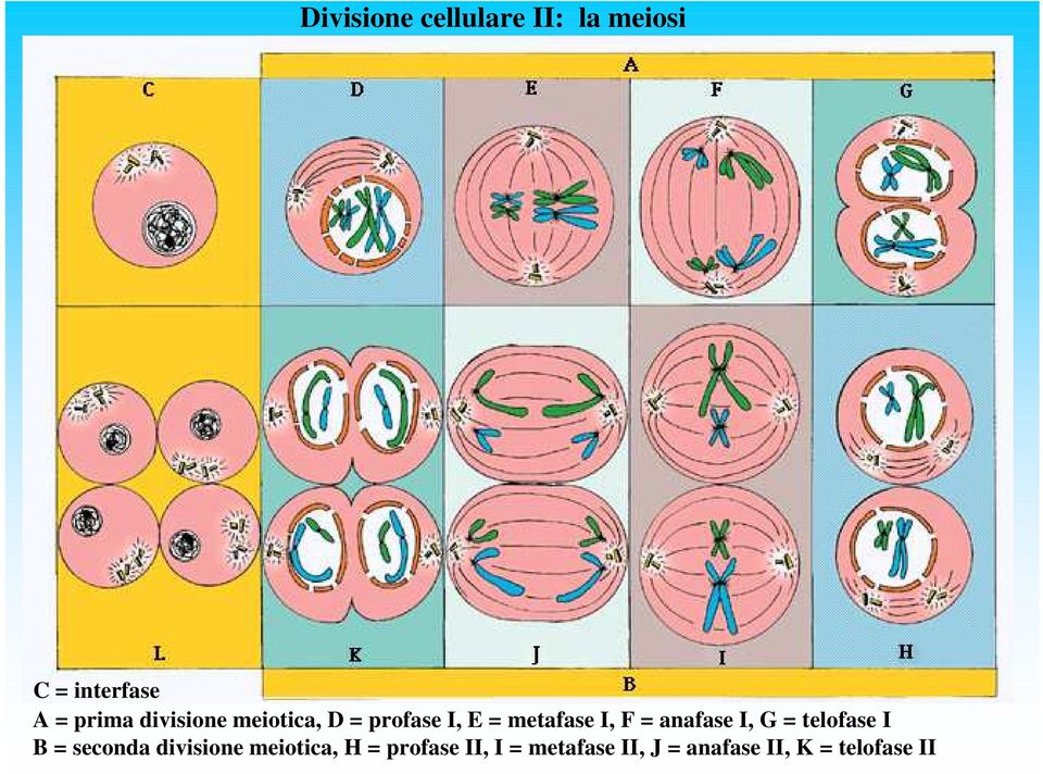 anafase I, G = telofase I B = seconda divisione meiotica,