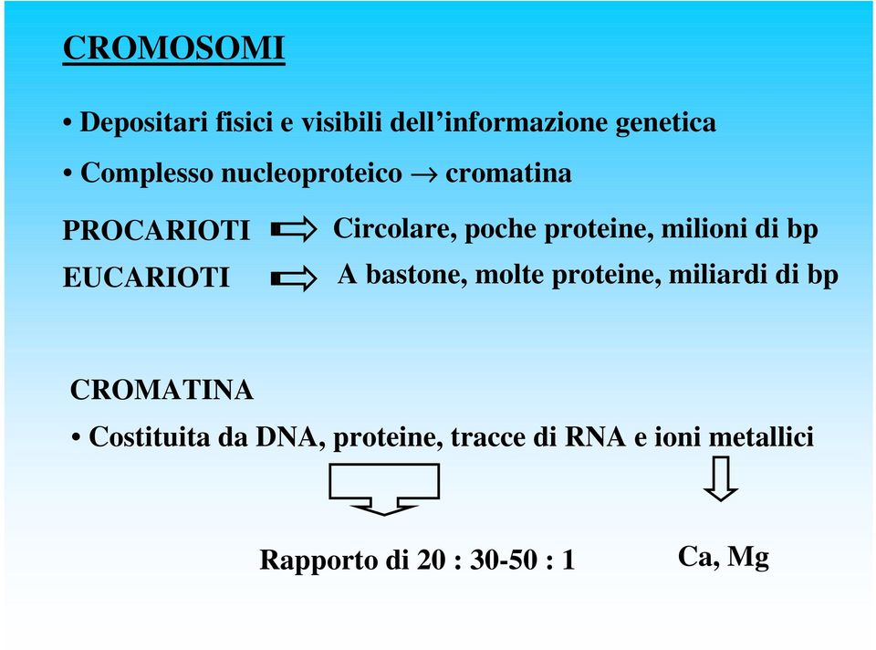 milioni di bp A bastone, molte proteine, miliardi di bp CROMATINA Costituita