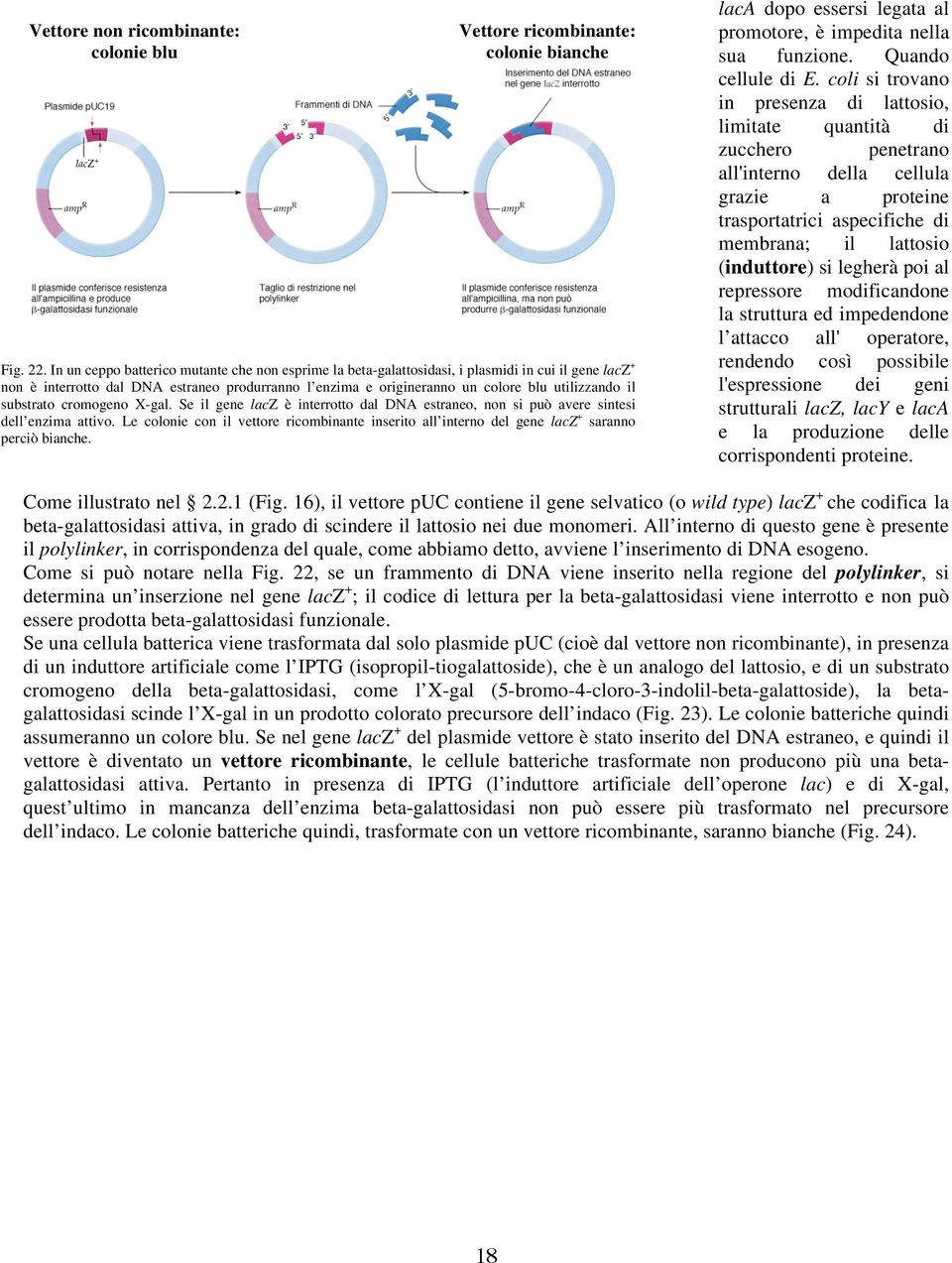 il substrato cromogeno X-gal. Se il gene lacz è interrotto dal DNA estraneo, non si può avere sintesi dell enzima attivo.