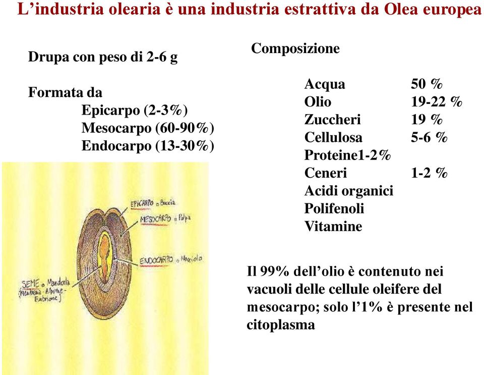 Zuccheri 19 % Cellulosa 5-6 % Proteine1-2% Ceneri 1-2 % Acidi organici Polifenoli Vitamine Il 99%