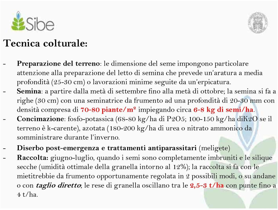 - Semina: a partire dalla metà di settembre fino alla metà di ottobre; la semina si fa a righe (30 cm) con una seminatrice da frumento ad una profondità di 20-30 mm con densità compresa di 70-80