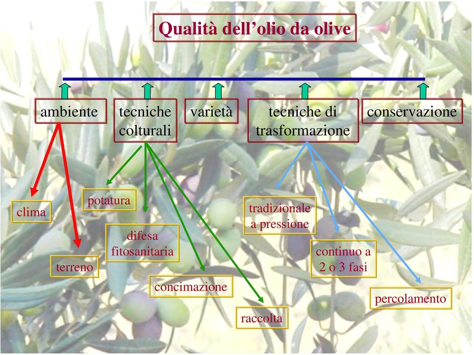 terreno potatura difesa fitosanitaria tradizionale a