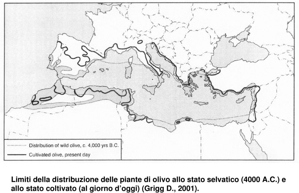 selvatico (4000 A.C.