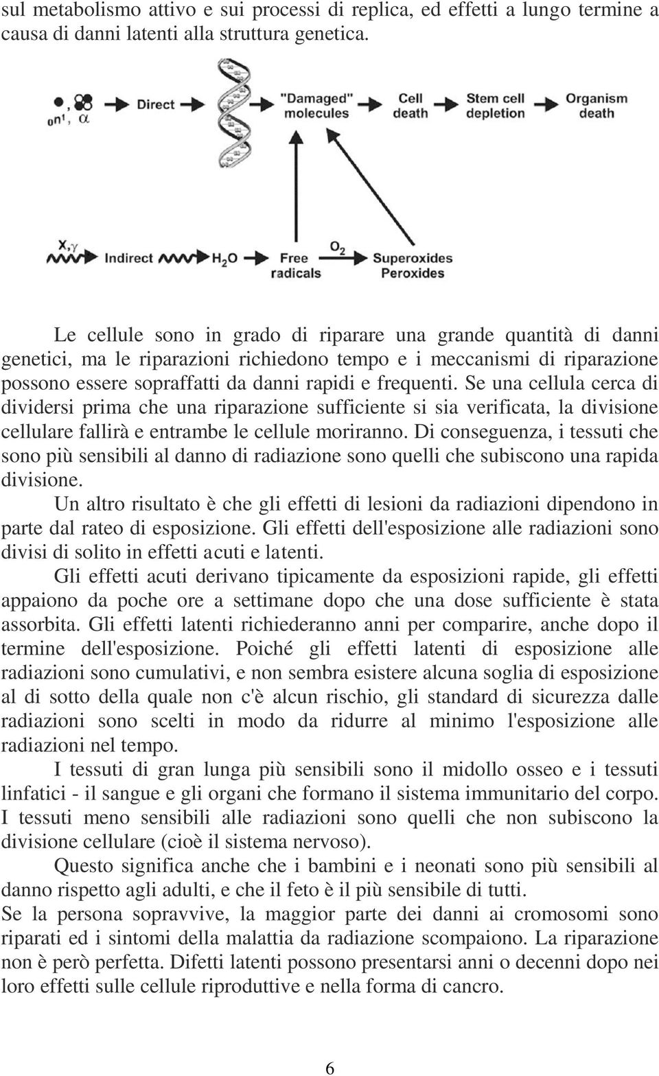 Se una cellula cerca di dividersi prima che una riparazione sufficiente si sia verificata, la divisione cellulare fallirà e entrambe le cellule moriranno.