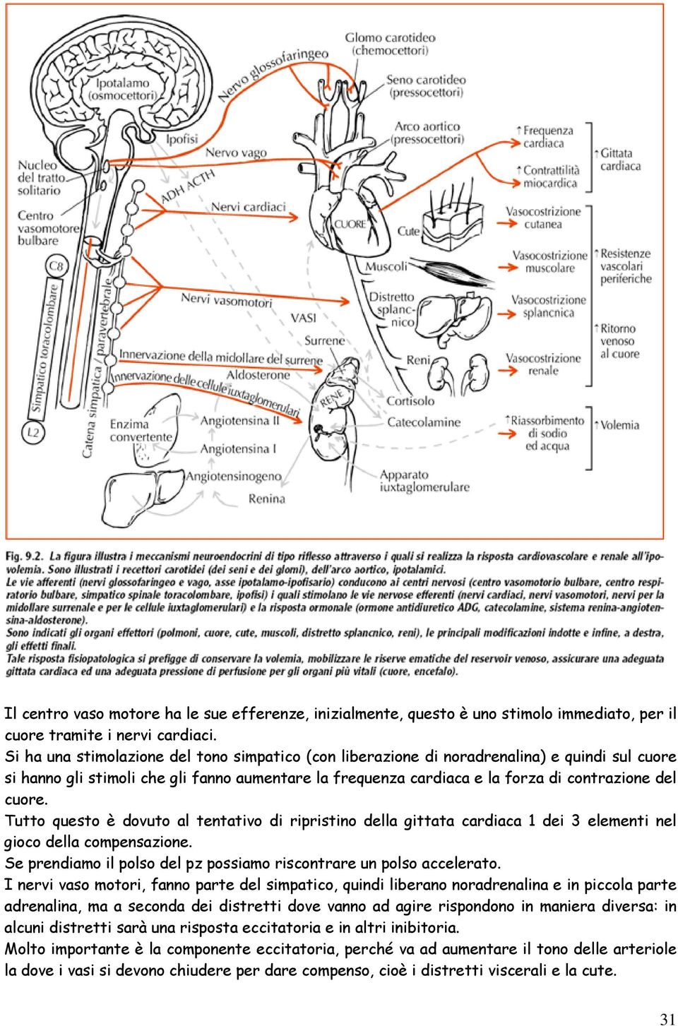 Tutto questo è dovuto al tentativo di ripristino della gittata cardiaca 1 dei 3 elementi nel gioco della compensazione. Se prendiamo il polso del pz possiamo riscontrare un polso accelerato.