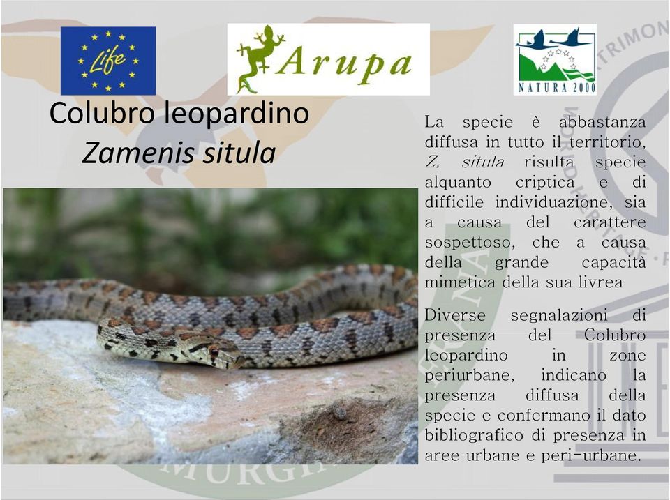 a causa della grande capacità mimetica della sua livrea Diverse segnalazioni di presenza del Colubro leopardino