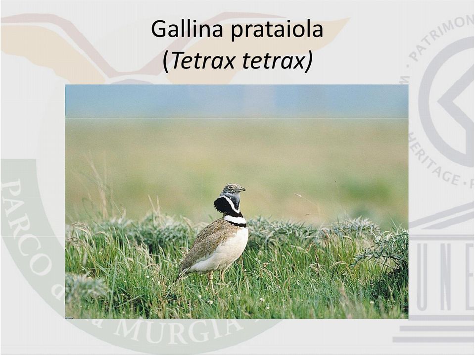 (Tetrax