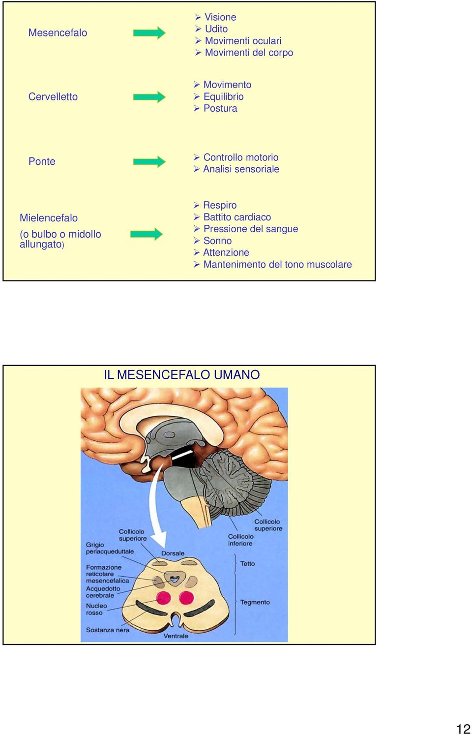 Mielencefalo (o bulbo o midollo allungato) Respiro Battito cardiaco Pressione