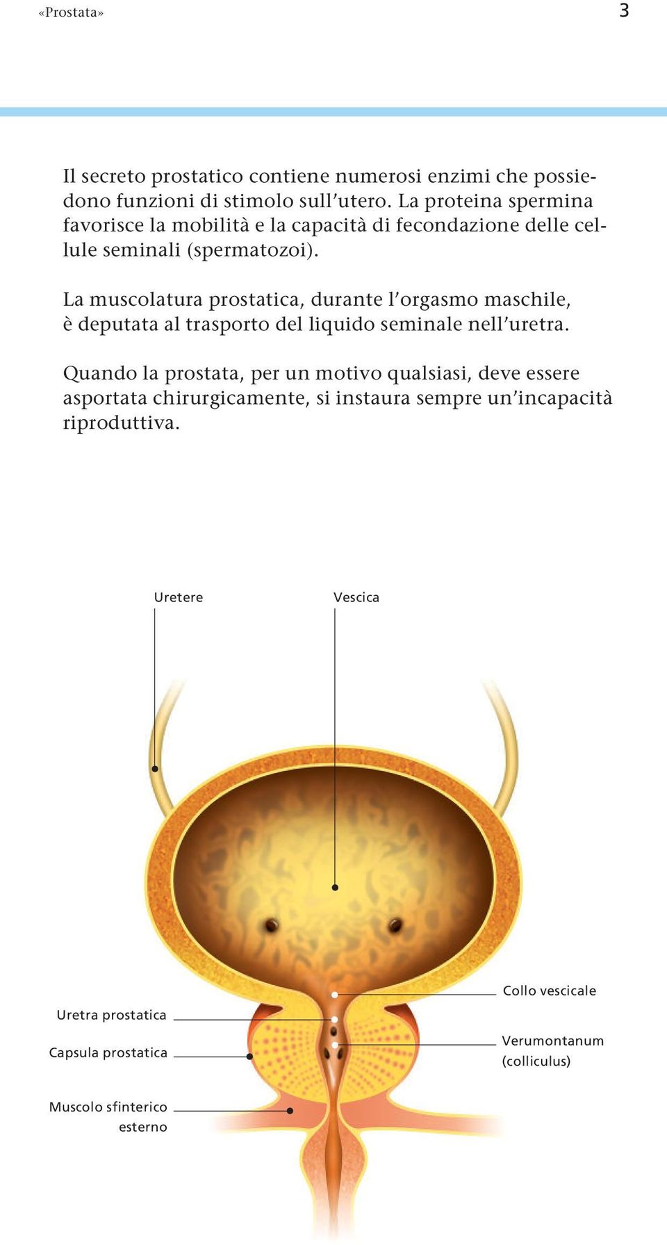 La muscolatura prostatica, durante l orgasmo maschile, è deputata al trasporto del liquido seminale nell uretra.