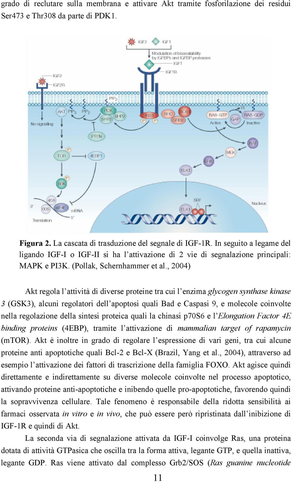 , 2004) Akt regola l attività di diverse proteine tra cui l enzima glycogen synthase kinase 3 (GSK3), alcuni regolatori dell apoptosi quali Bad e Caspasi 9, e molecole coinvolte nella regolazione